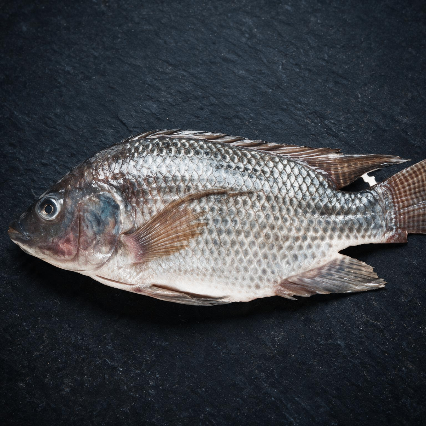 Tilapia halal frozen UK supplier
